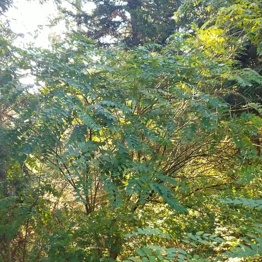 Dead Man's Fingers Tree
