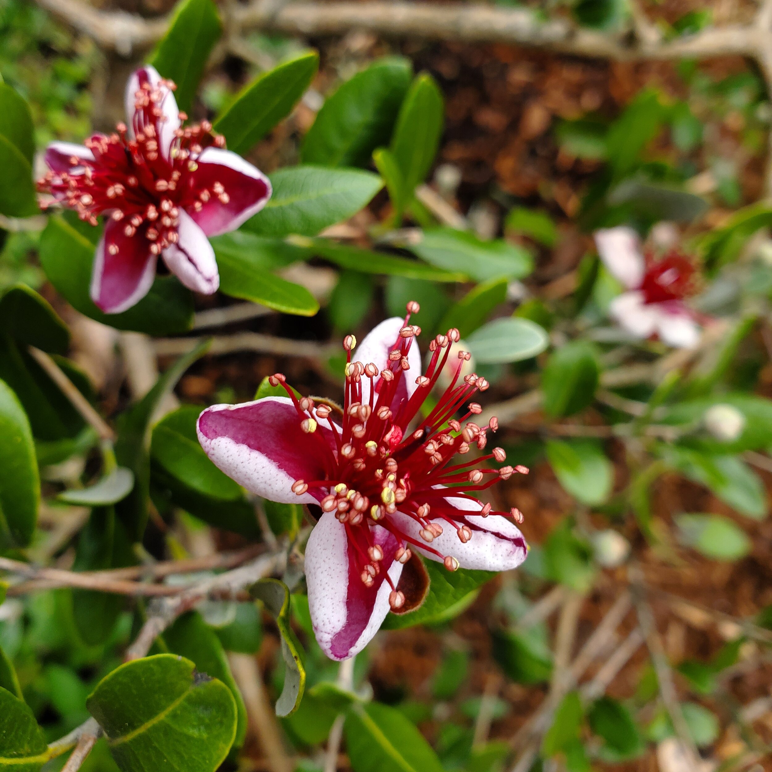 Feijoa Flowers