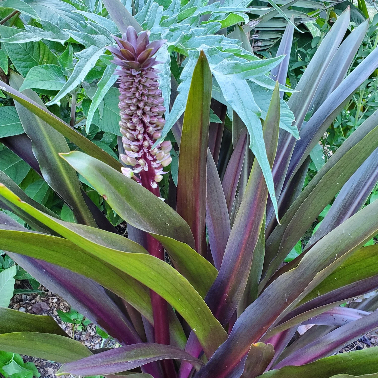 Pineapple Lily  Wanderlust Nursery