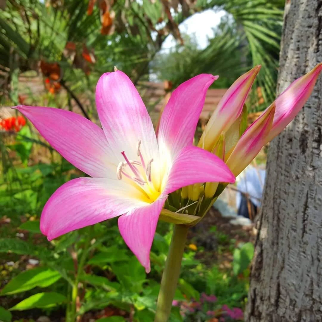 Pineapple Lily — Wanderlust Nursery