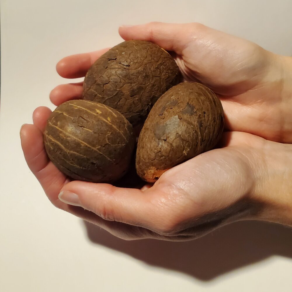XL Raw Tagua Nut