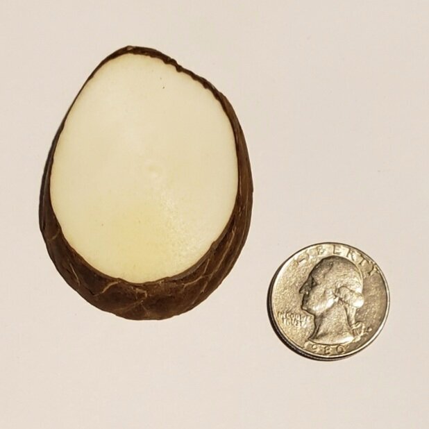 Tagua Nut Slices