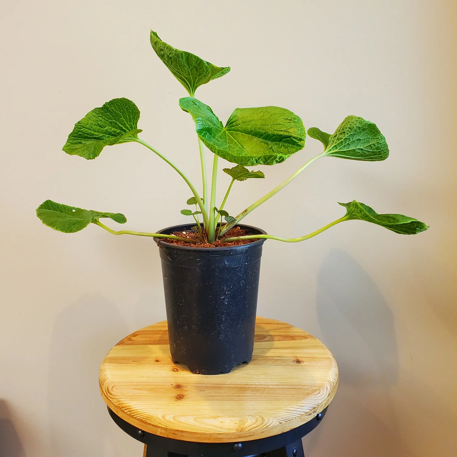 Wasabi  Wanderlust Nursery