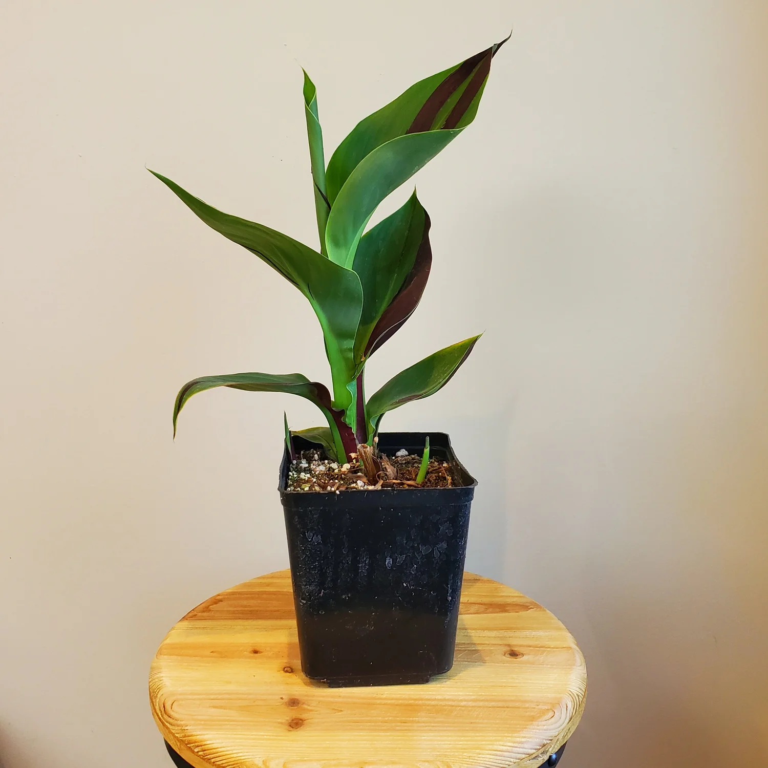 Canna 'Cleopatra'  Wanderlust Nursery