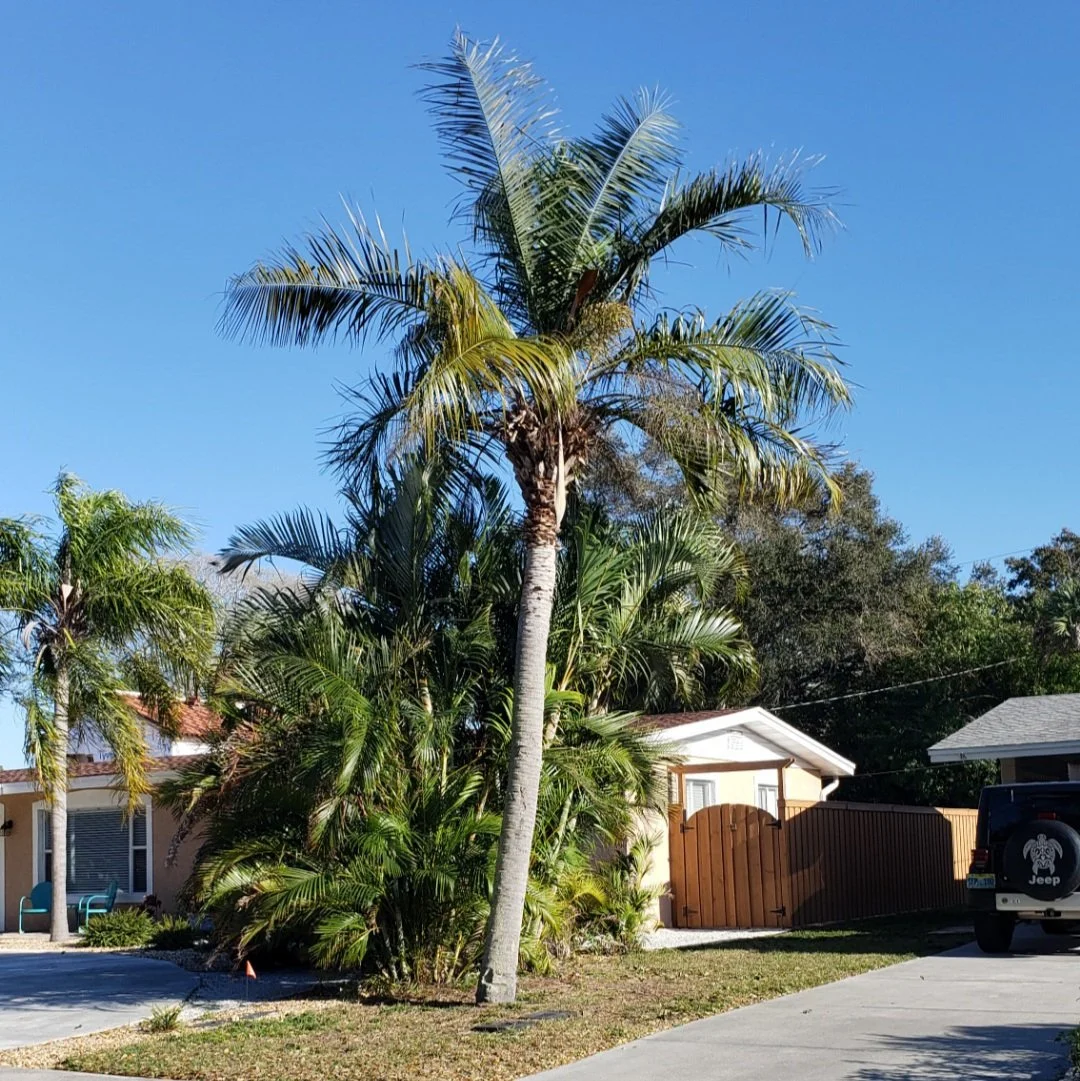 ミュールパーム(ハイブリッドヤシ)