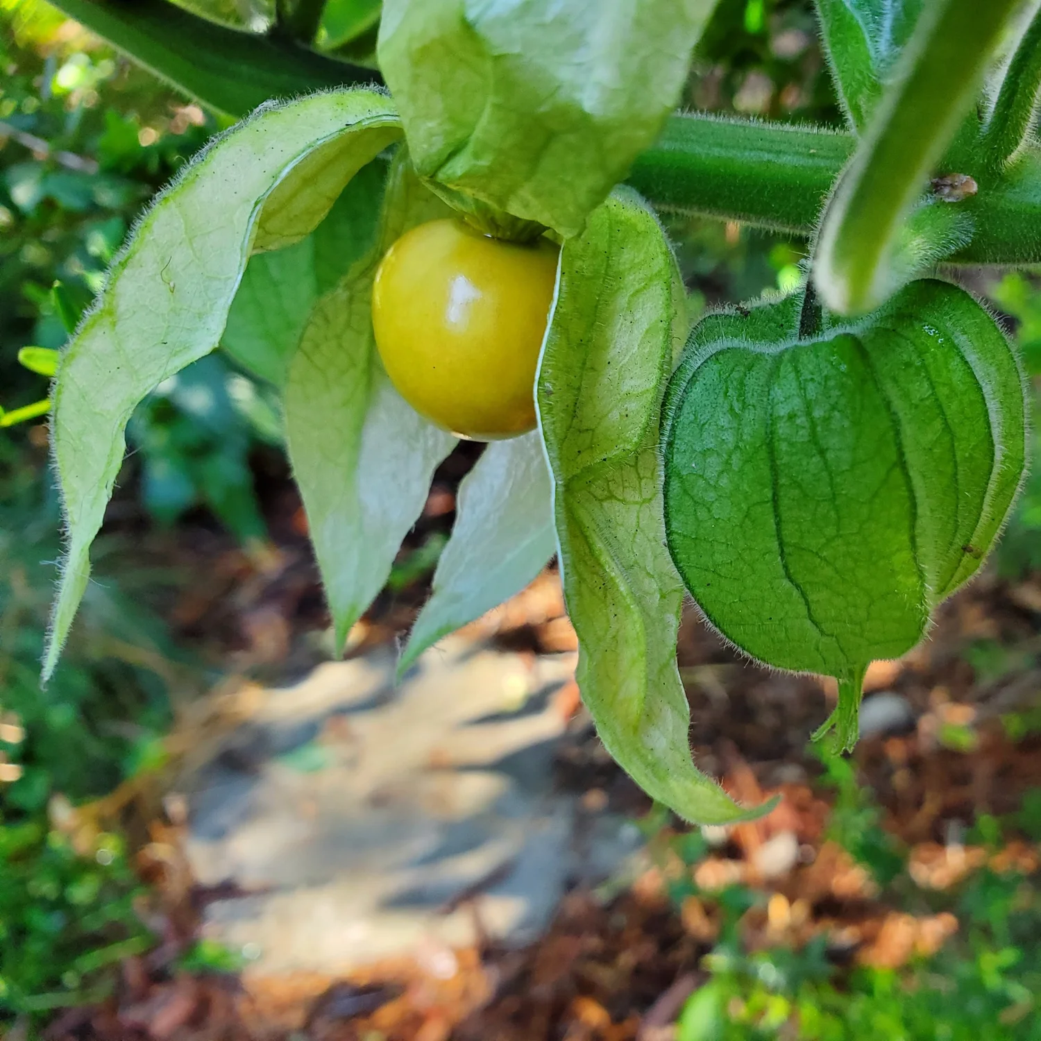 Cape Gooseberry  Wanderlust Nursery