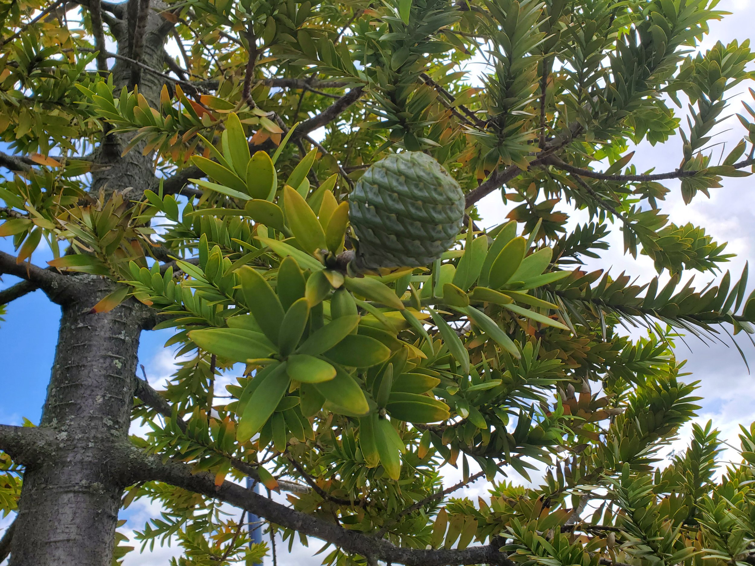 Unlike other conifers, Kauri have leaves instead of needles