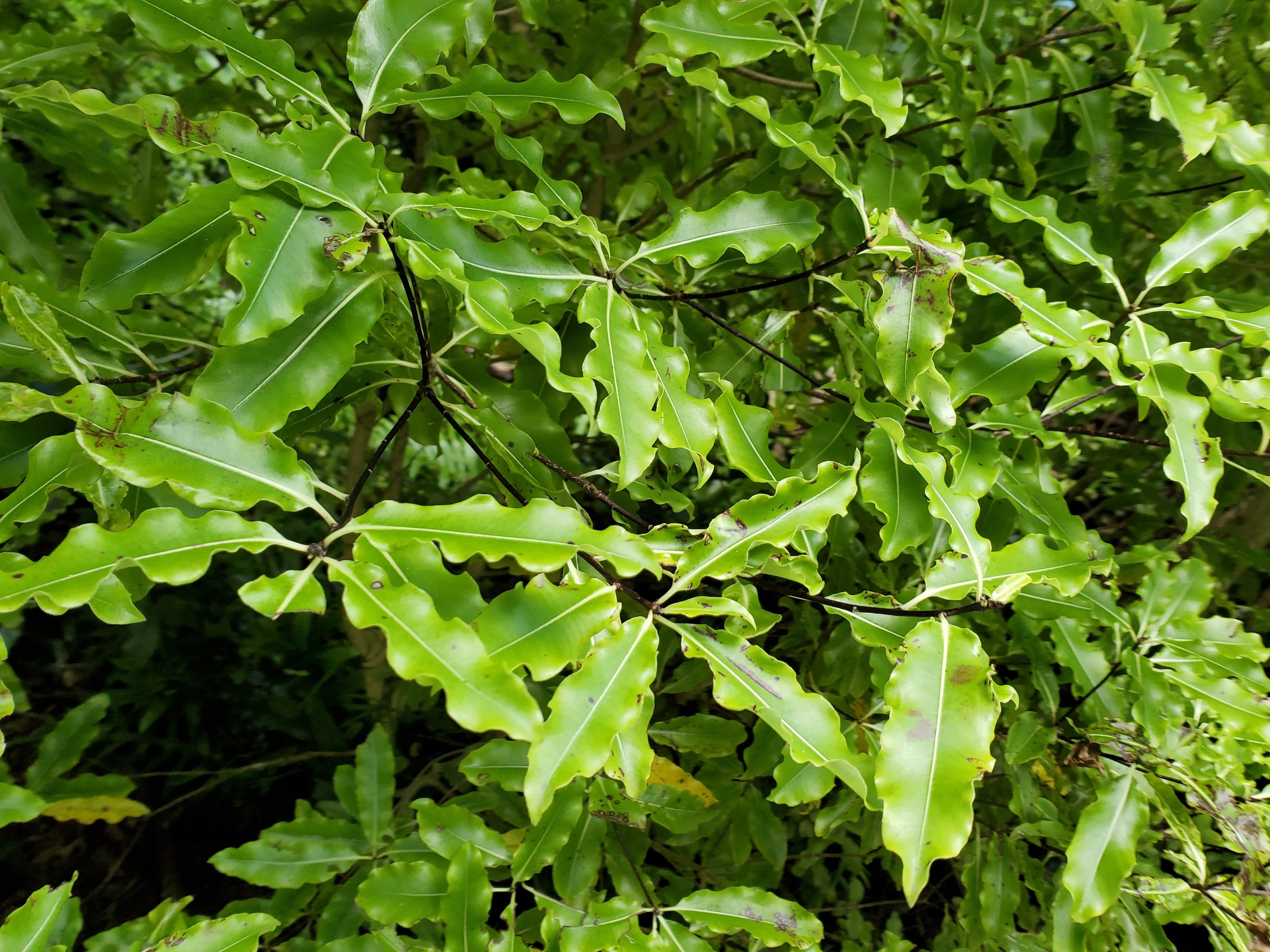 tarata, or Lemonwood, is a less common Pittsporum that's easy to grow