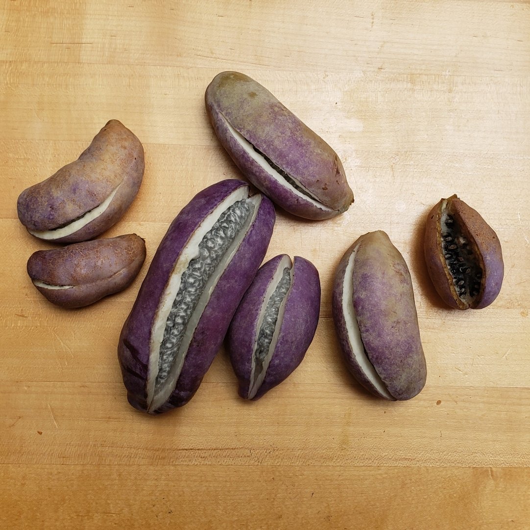 Akebia trifoliata fruit.jpeg