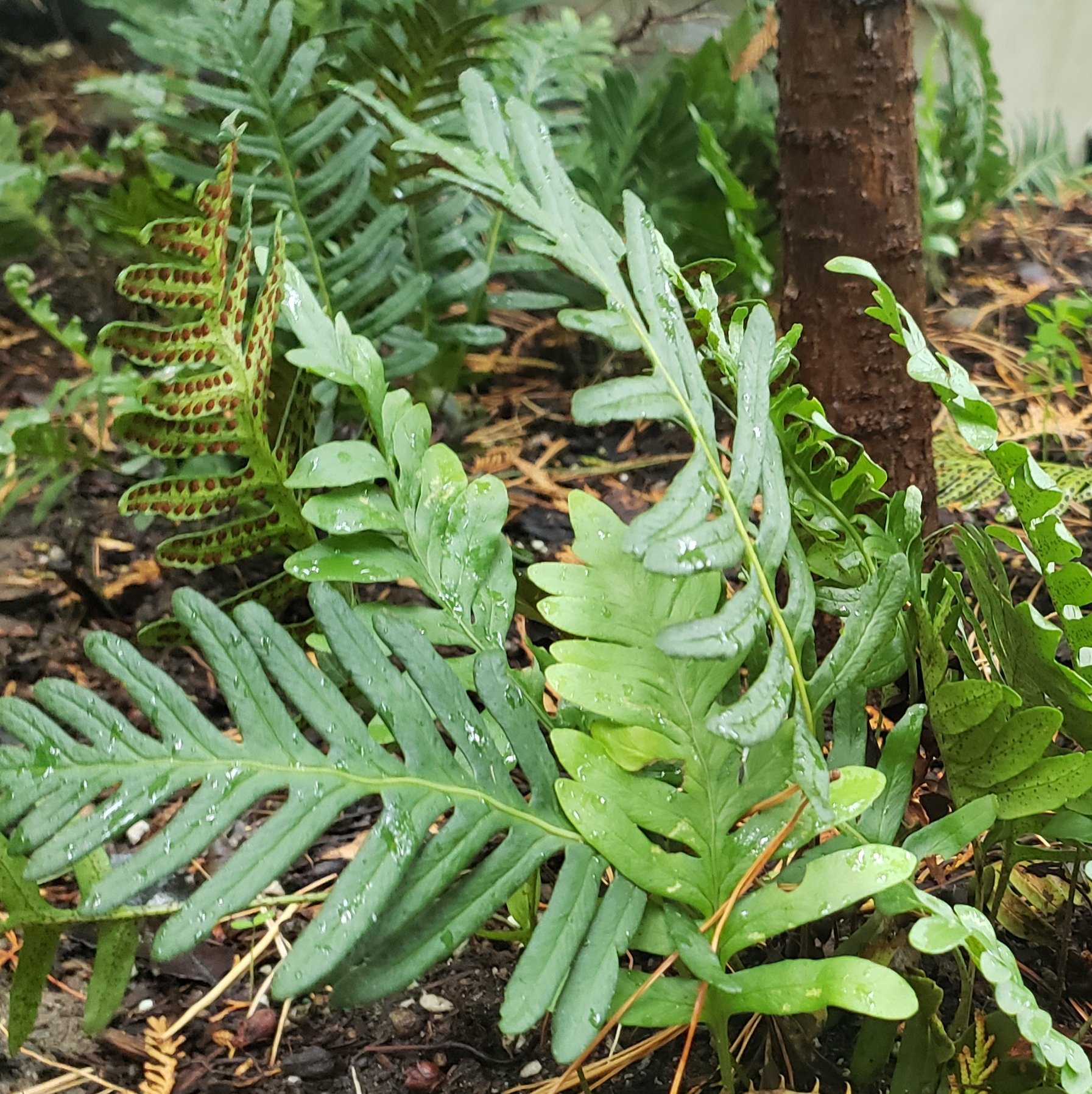 Polypodium guttatum 2.jpg