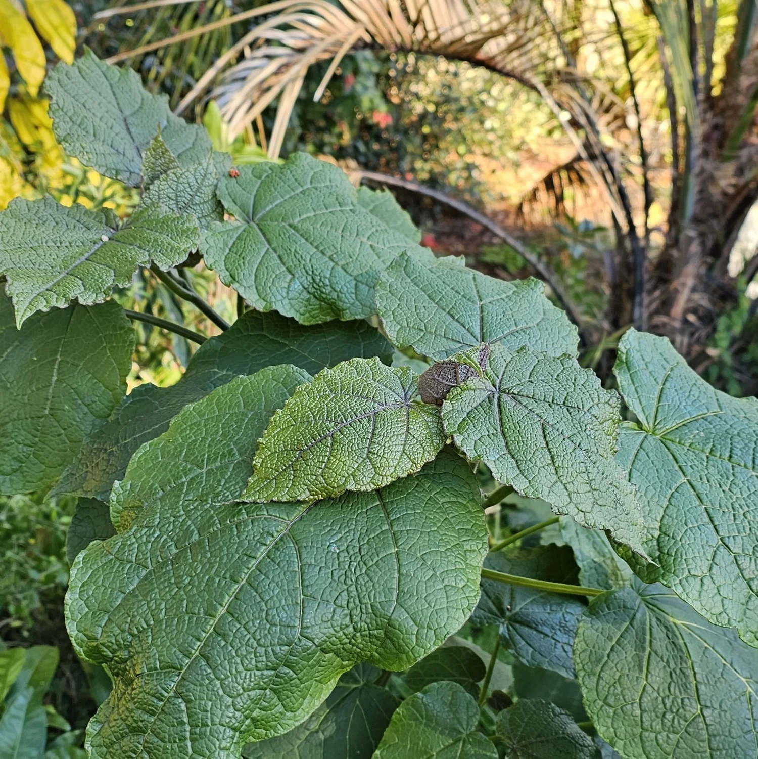Hardy Tree Tomato — Wanderlust Nursery