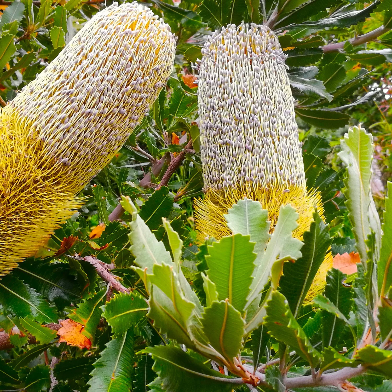 Banksia Pod  Wanderlust Nursery