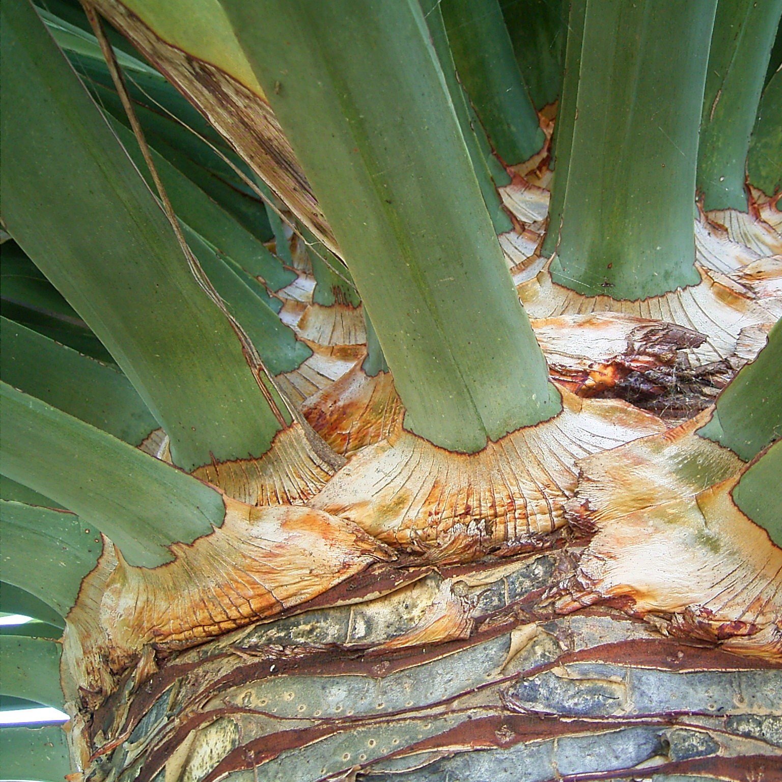 Dracaena_draco 3.jpg