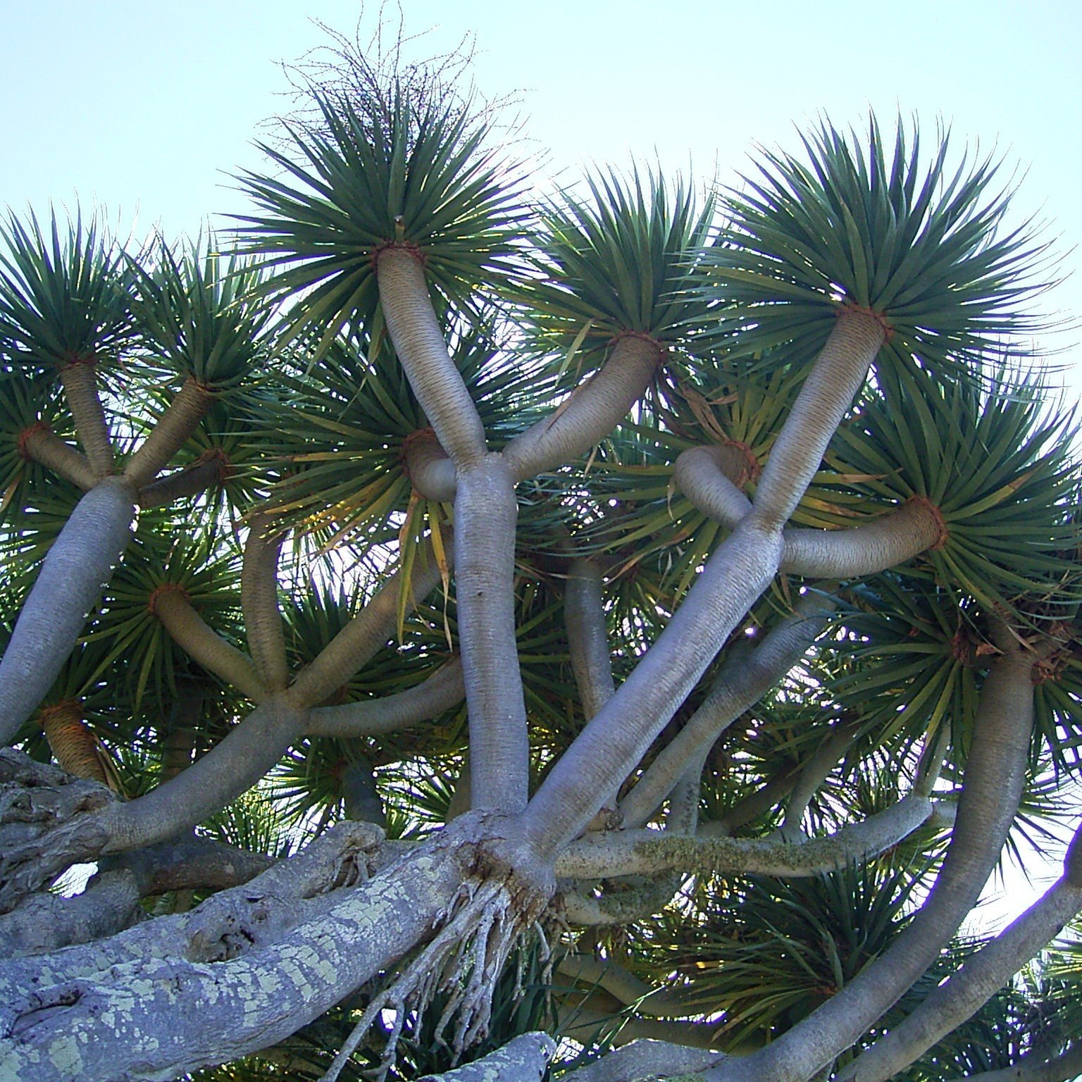 Dracaena_draco 2.jpg