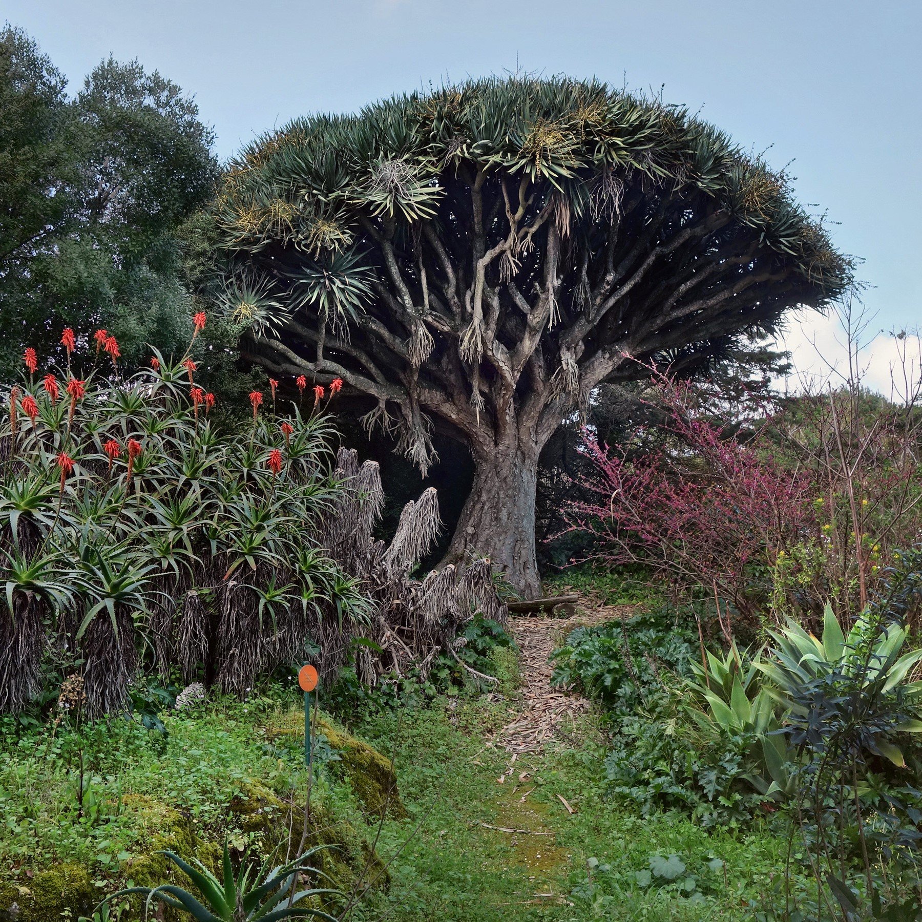 Dracaena_Draco.jpg