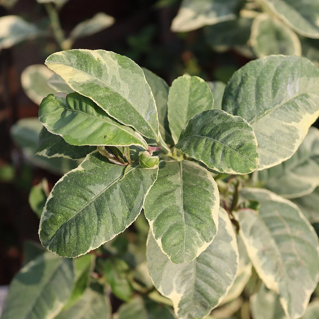 garden rose plant Easy to Please® Potted Rose Bush main image 1