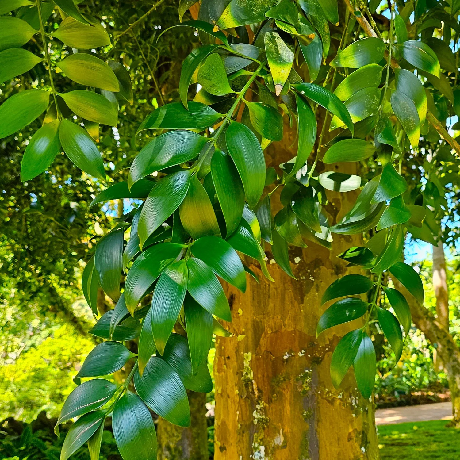 Broadleaf Podocarp  Wanderlust Nursery
