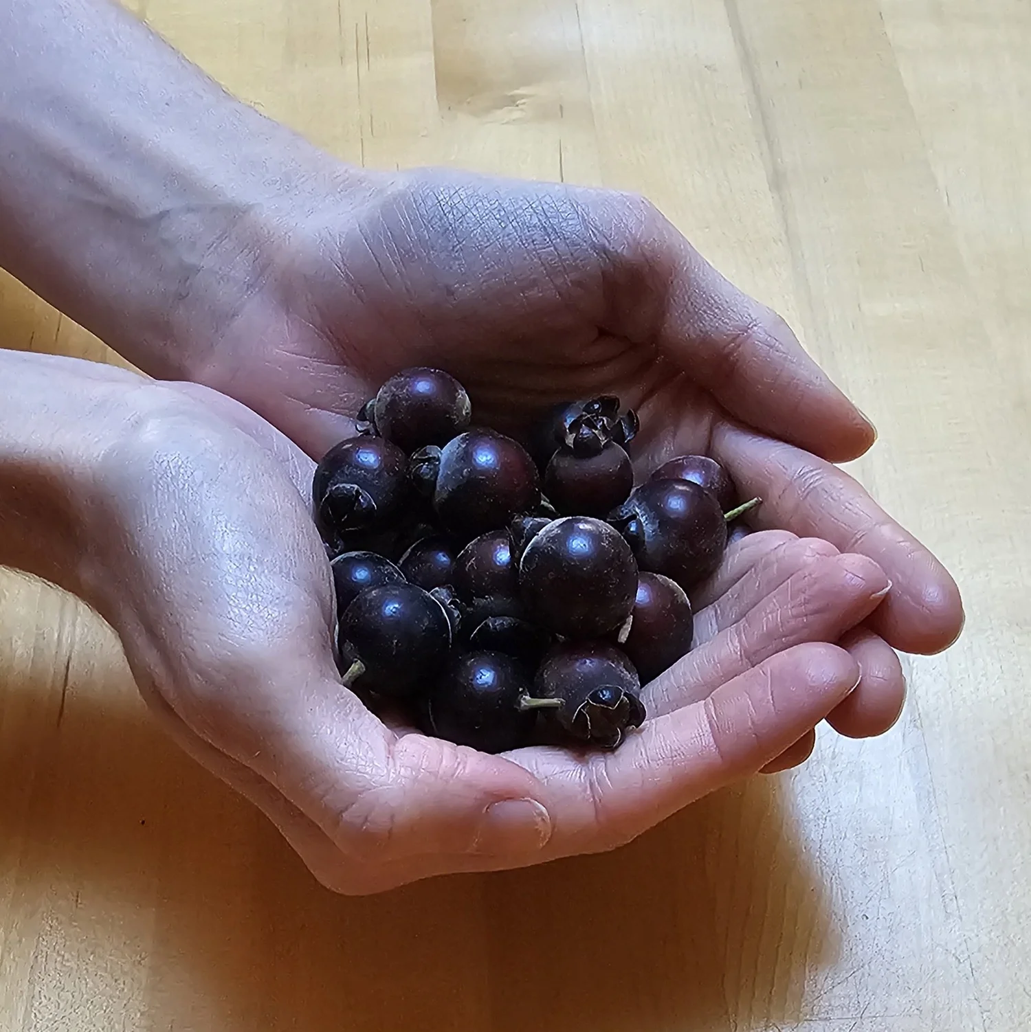 Southern Twinberry — Wanderlust Nursery