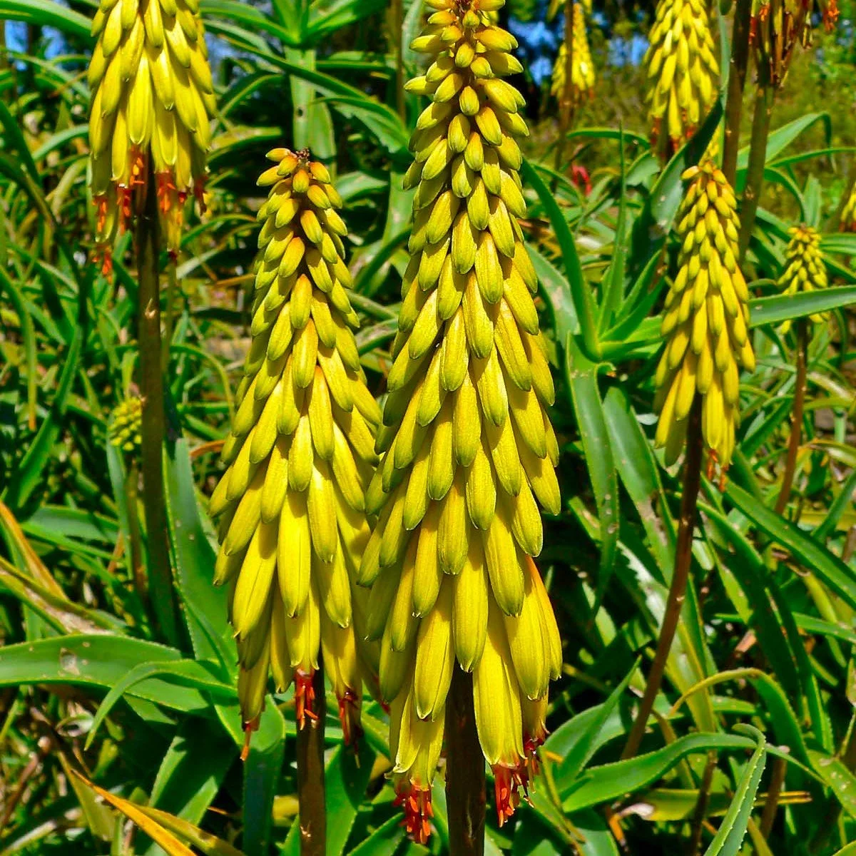Hardy Aloe  Wanderlust Nursery