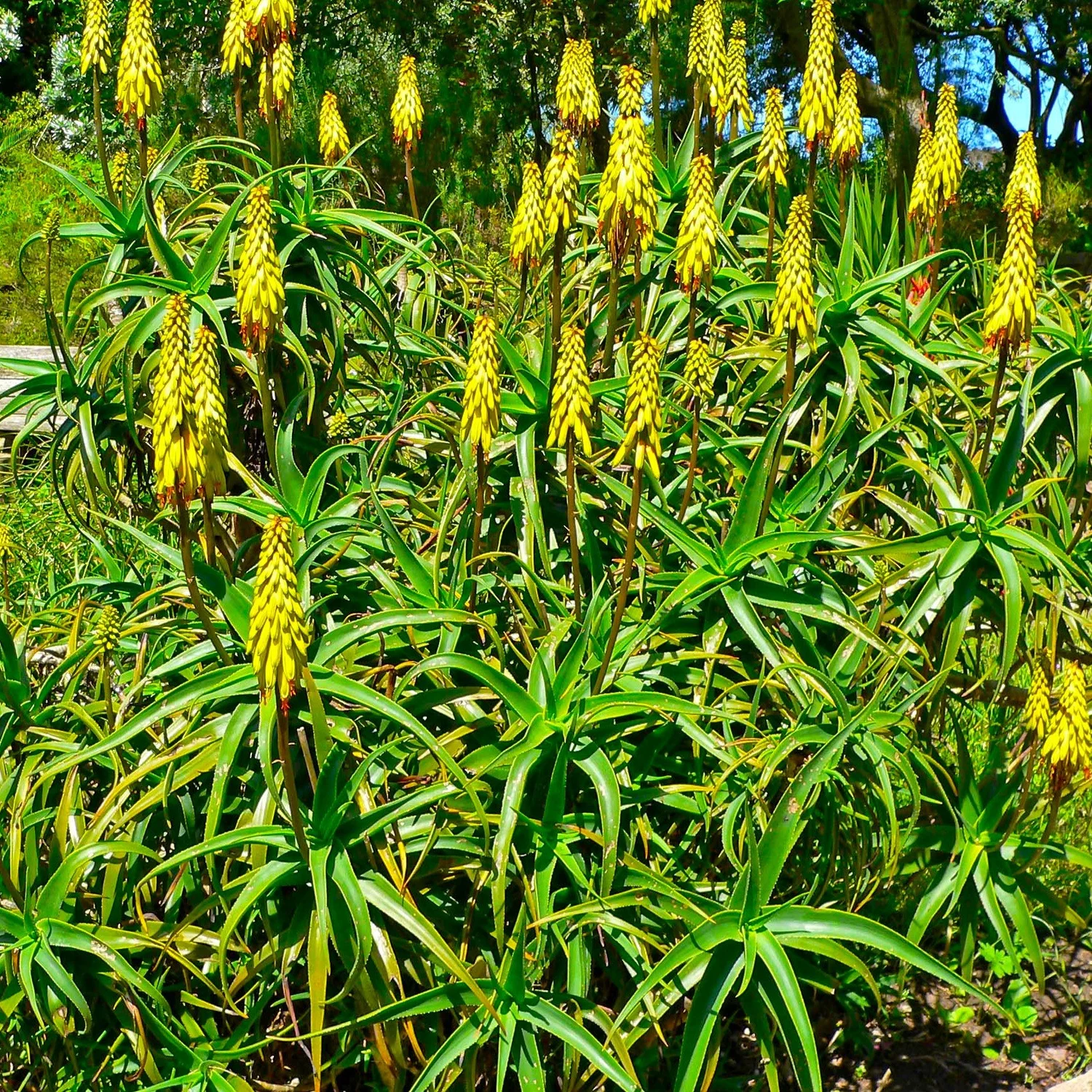 Hardy Aloe  Wanderlust Nursery