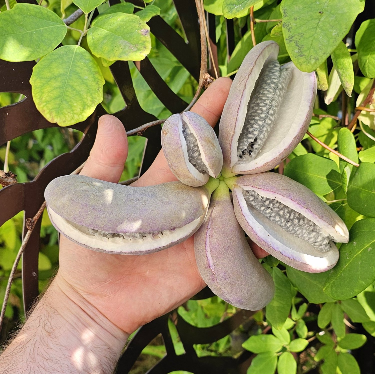 Chocolate Vine  Wanderlust Nursery