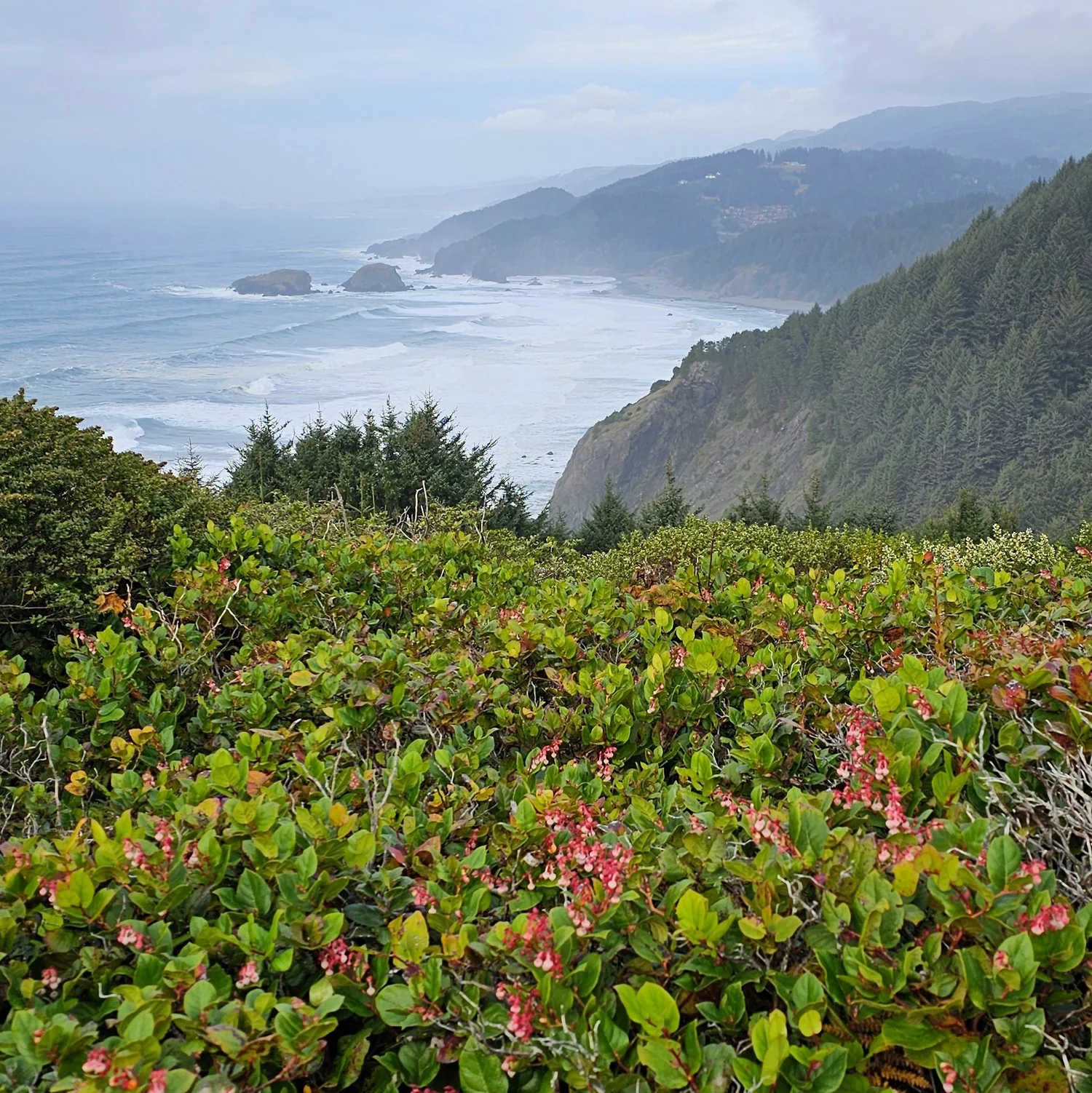 Salal — Wanderlust Nursery