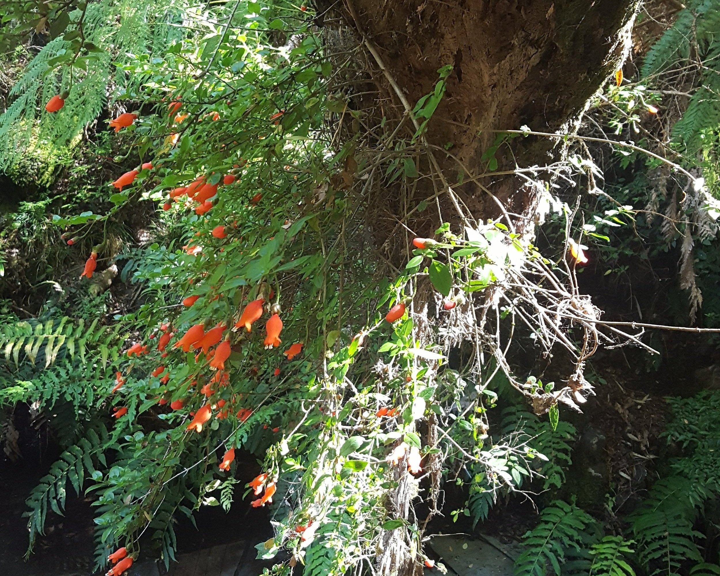 Mitraria coccinea