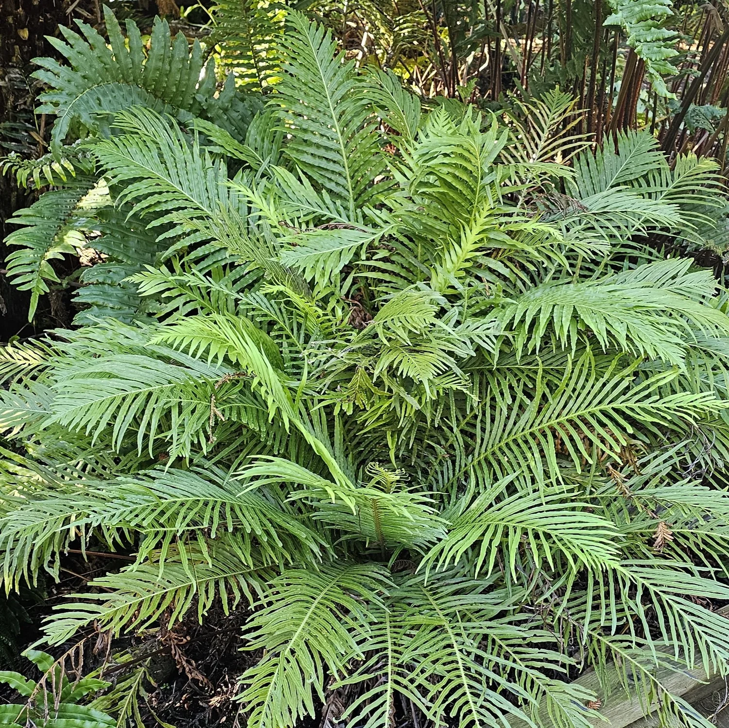 Dwarf Tree Fern  Wanderlust Nursery