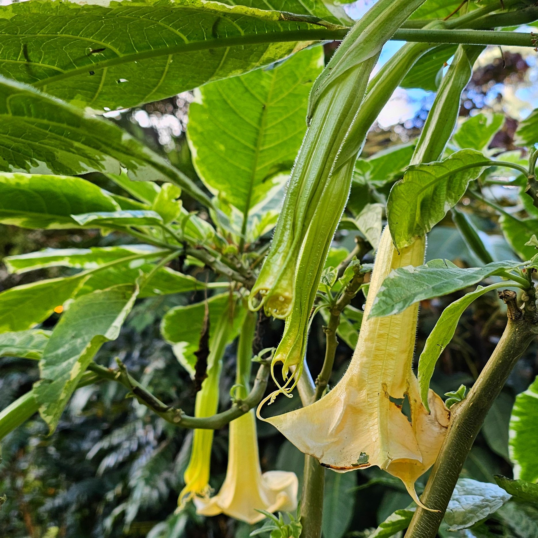 Angel's Trumpet