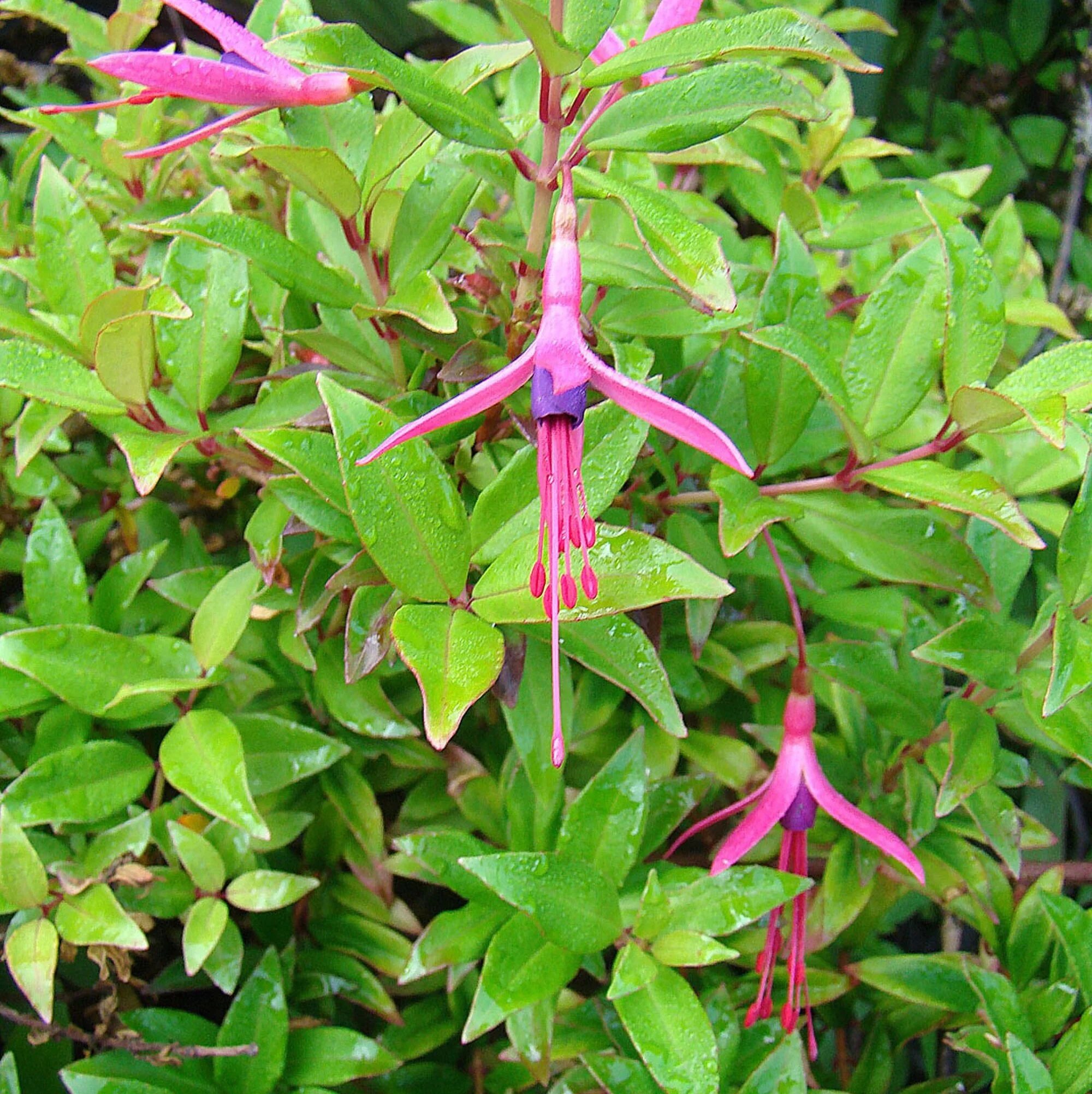Glaziou's Fuchsia