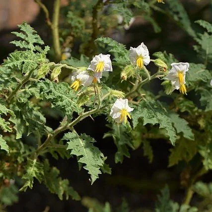 Solanum sisymbriifolium.jpg