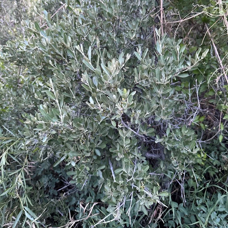 Silver Buffaloberry.jpg