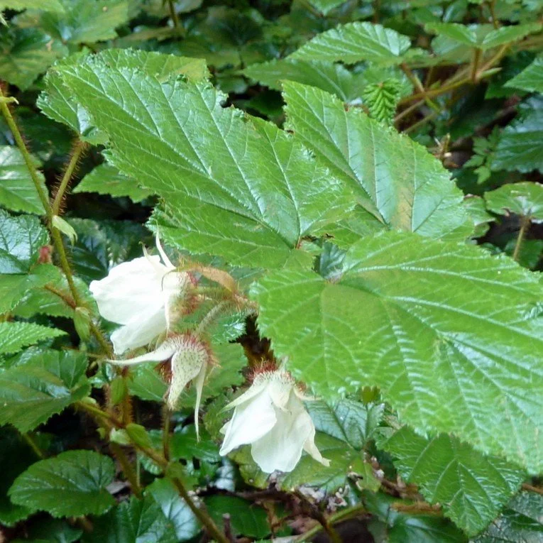 Creeping Bramble Flower.jpg