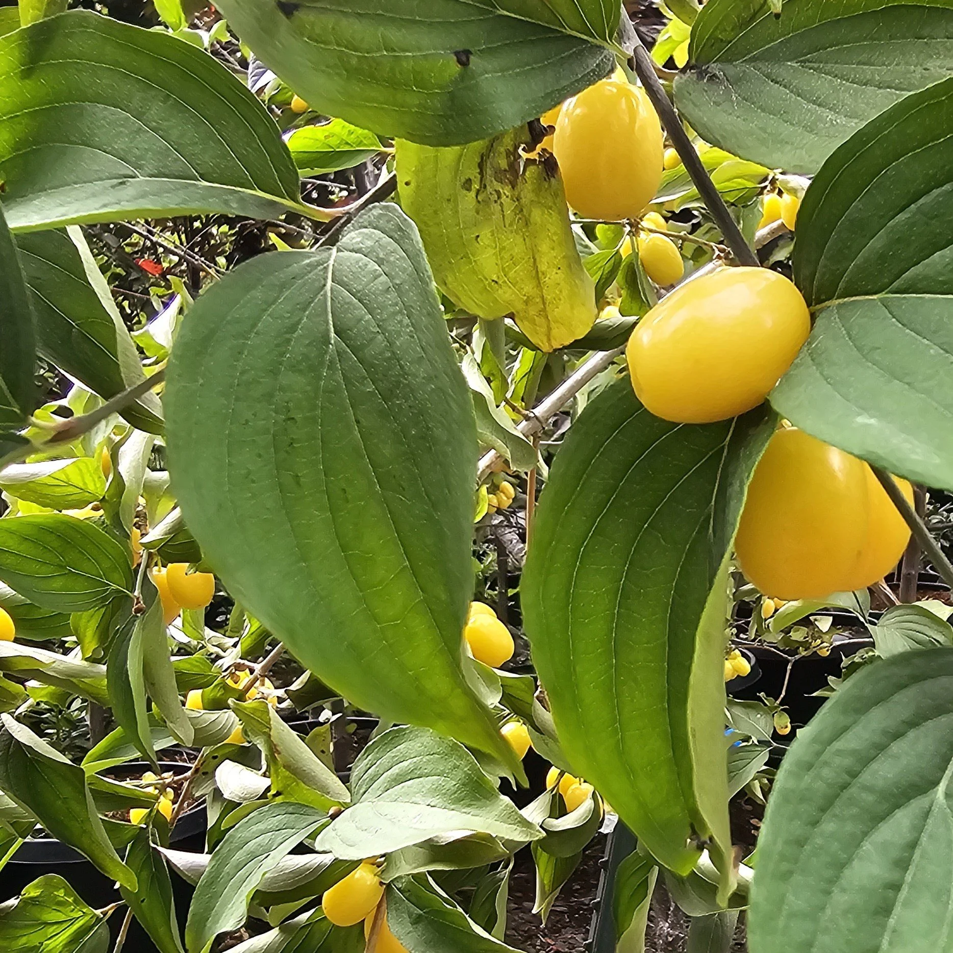 Yellow Cornelian Cherry.jpg