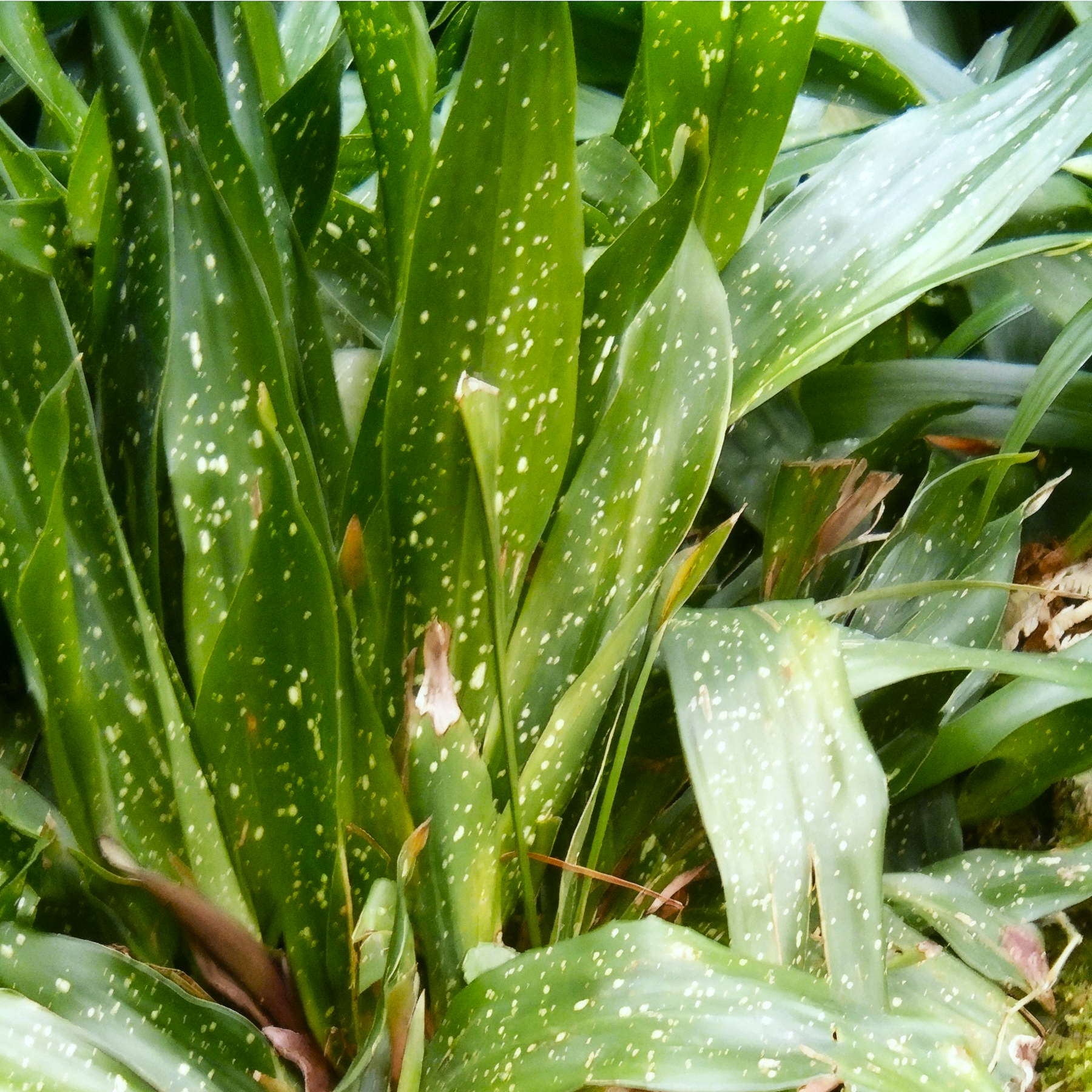 Milky Way Cast Iron Plant.png