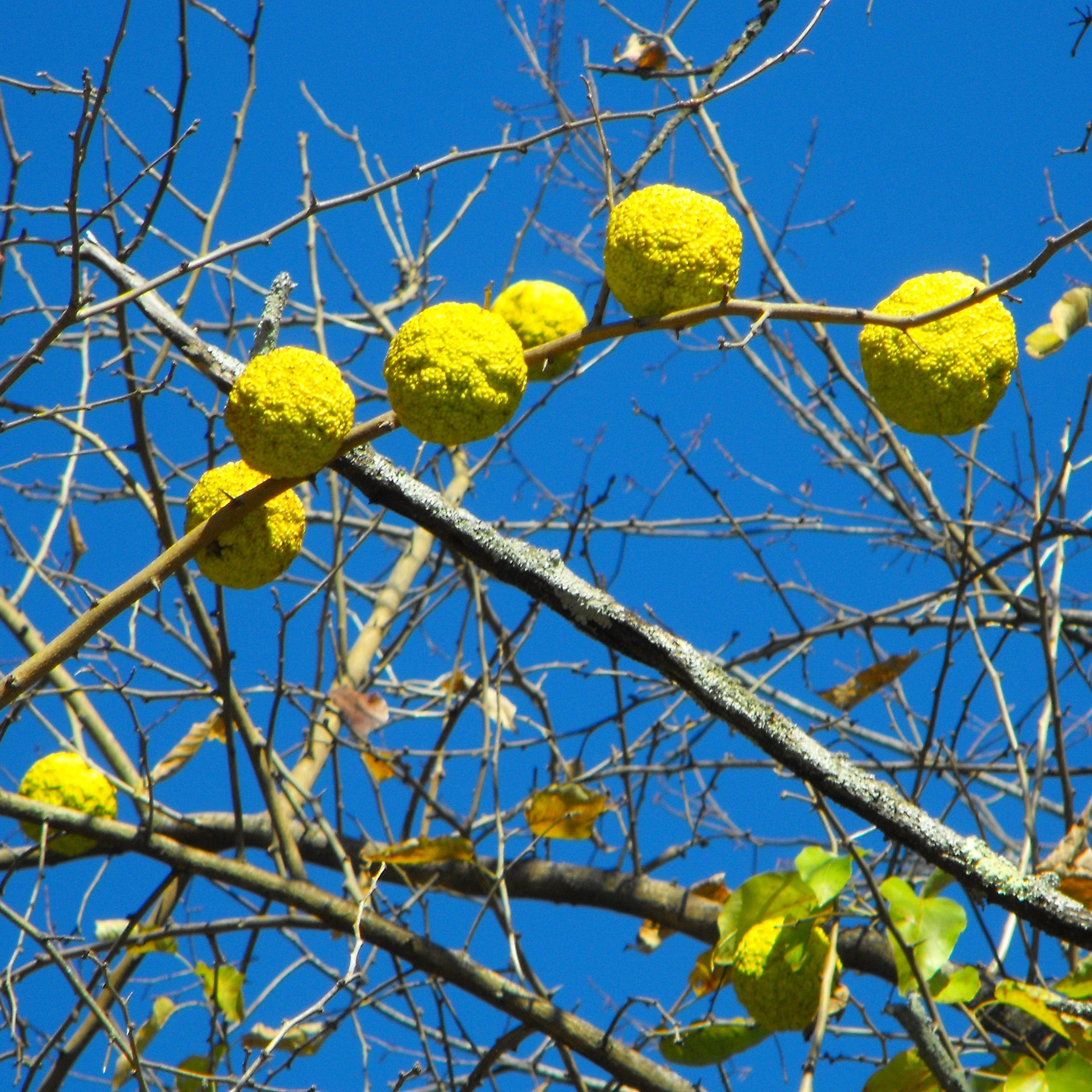 Maclura pomifera fruit.jpg
