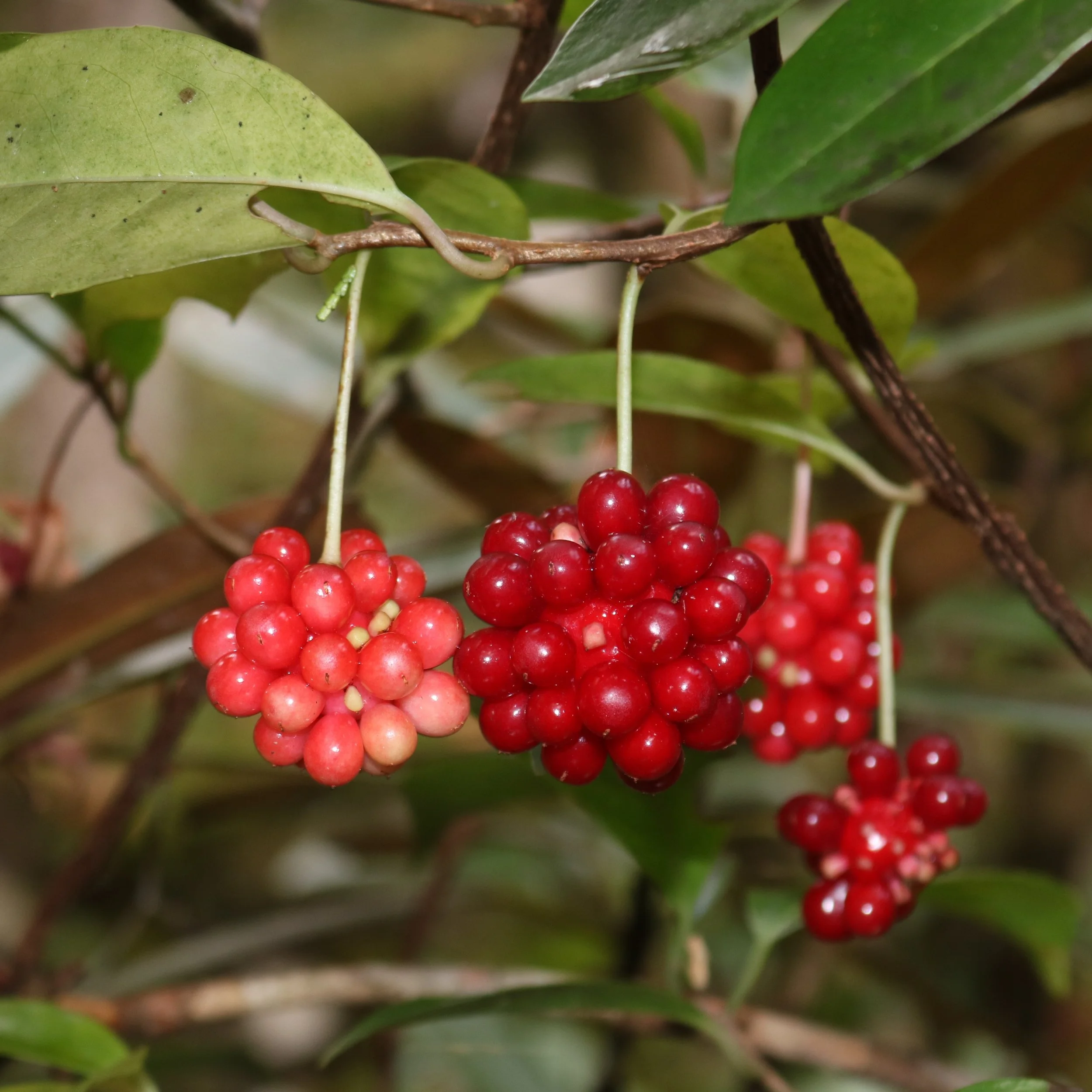 Kadsura japonica.jpg