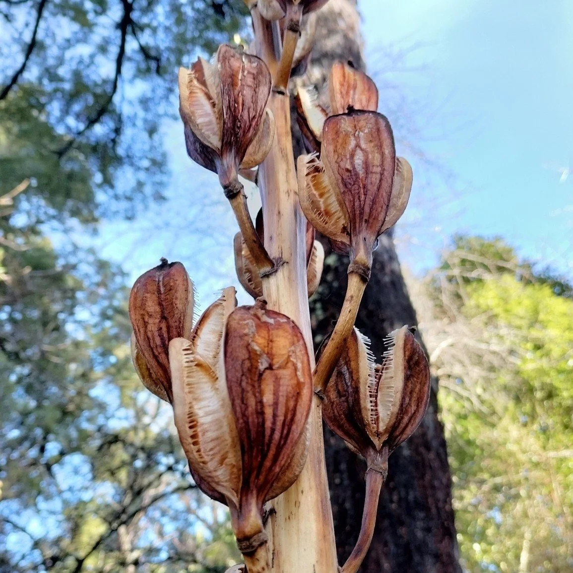 Giant Himalayan Lily Old Stalk.jpeg