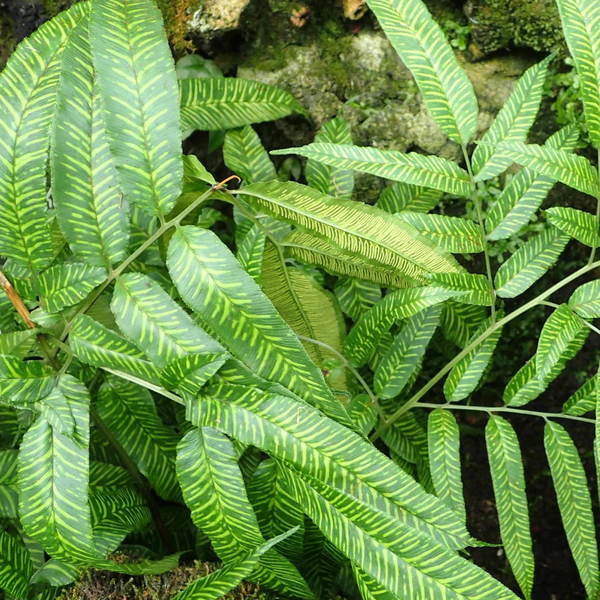 Coniogramme emeiensis.jpg