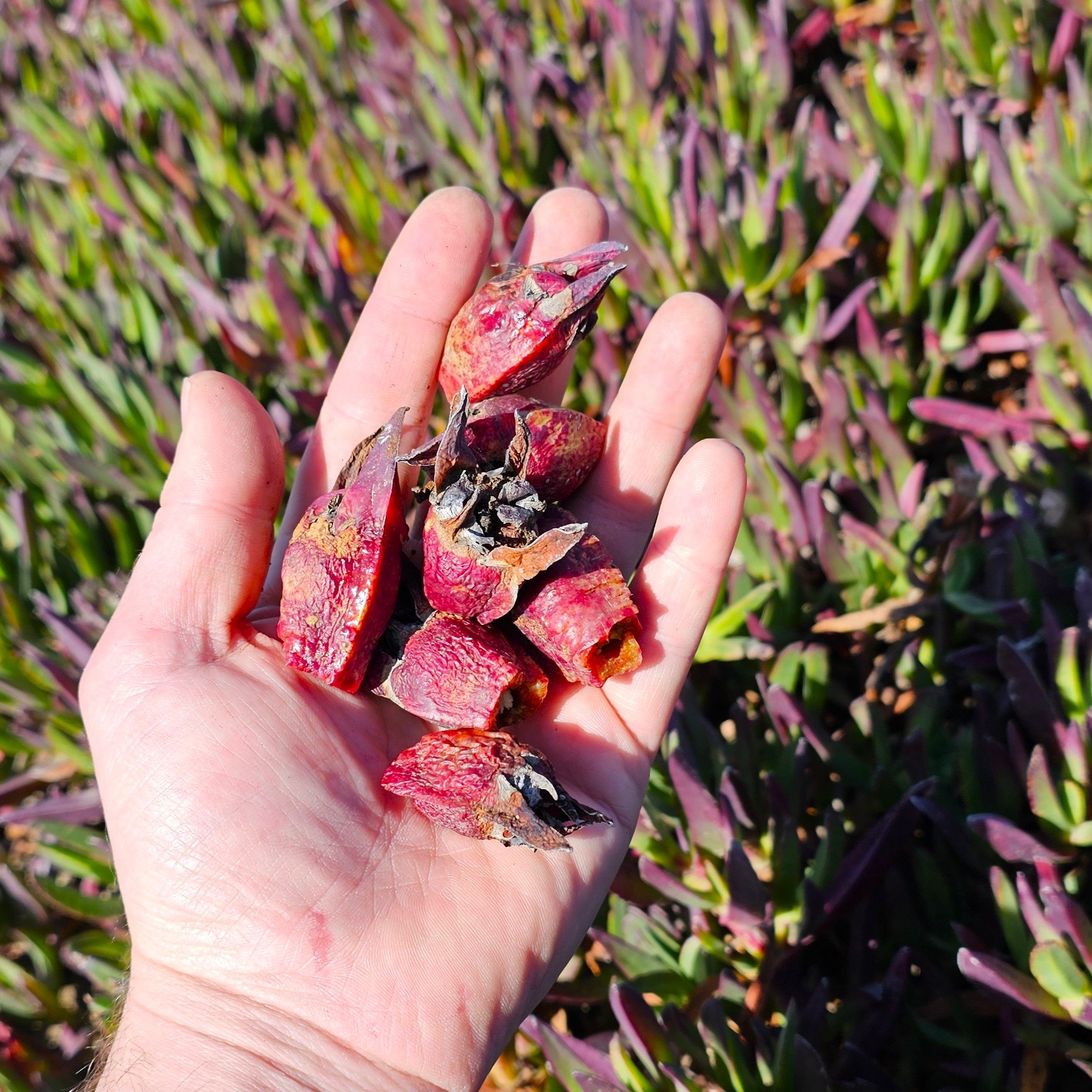 Sea Fig fruit.jpg