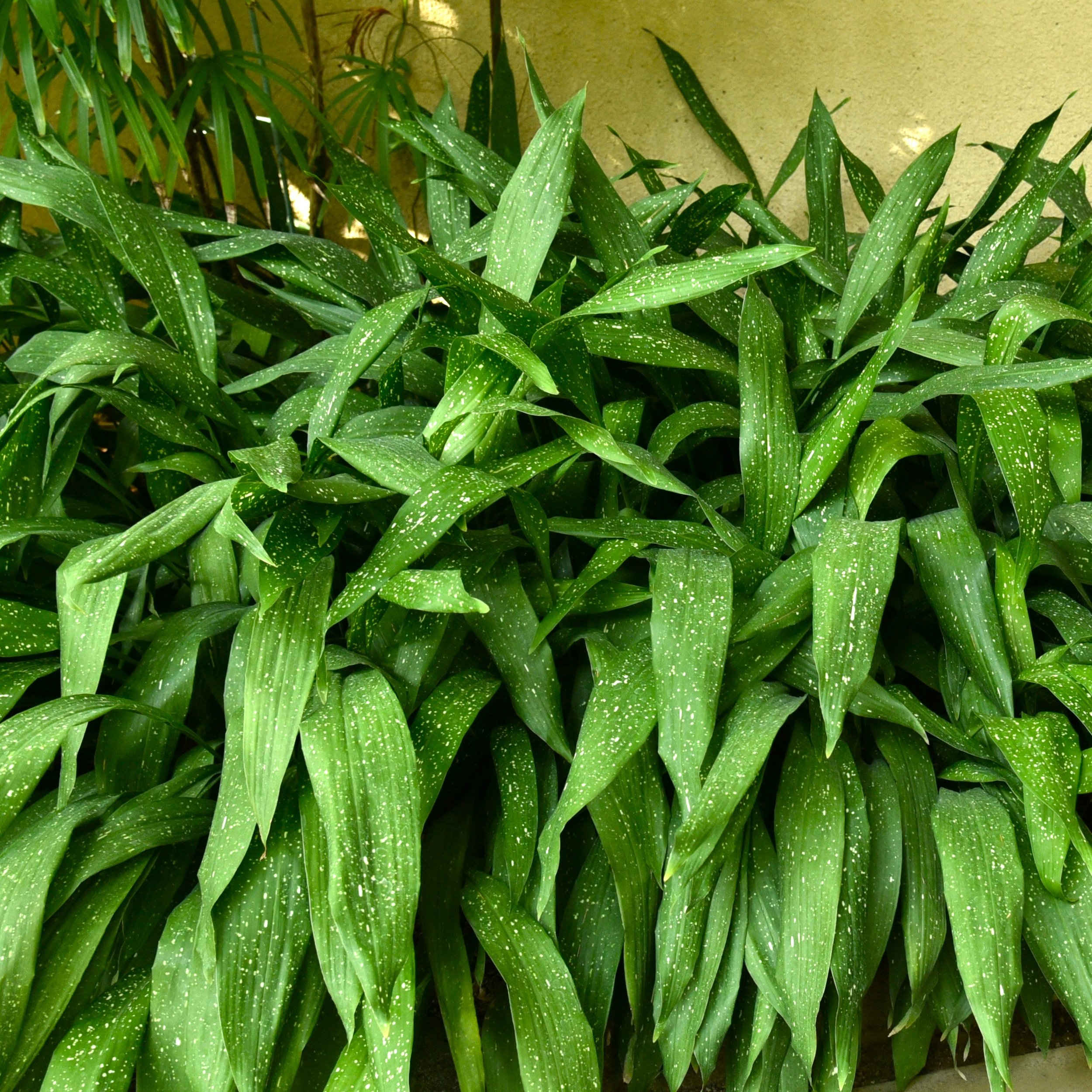 Aspidistra elatior Milky Way.jpg