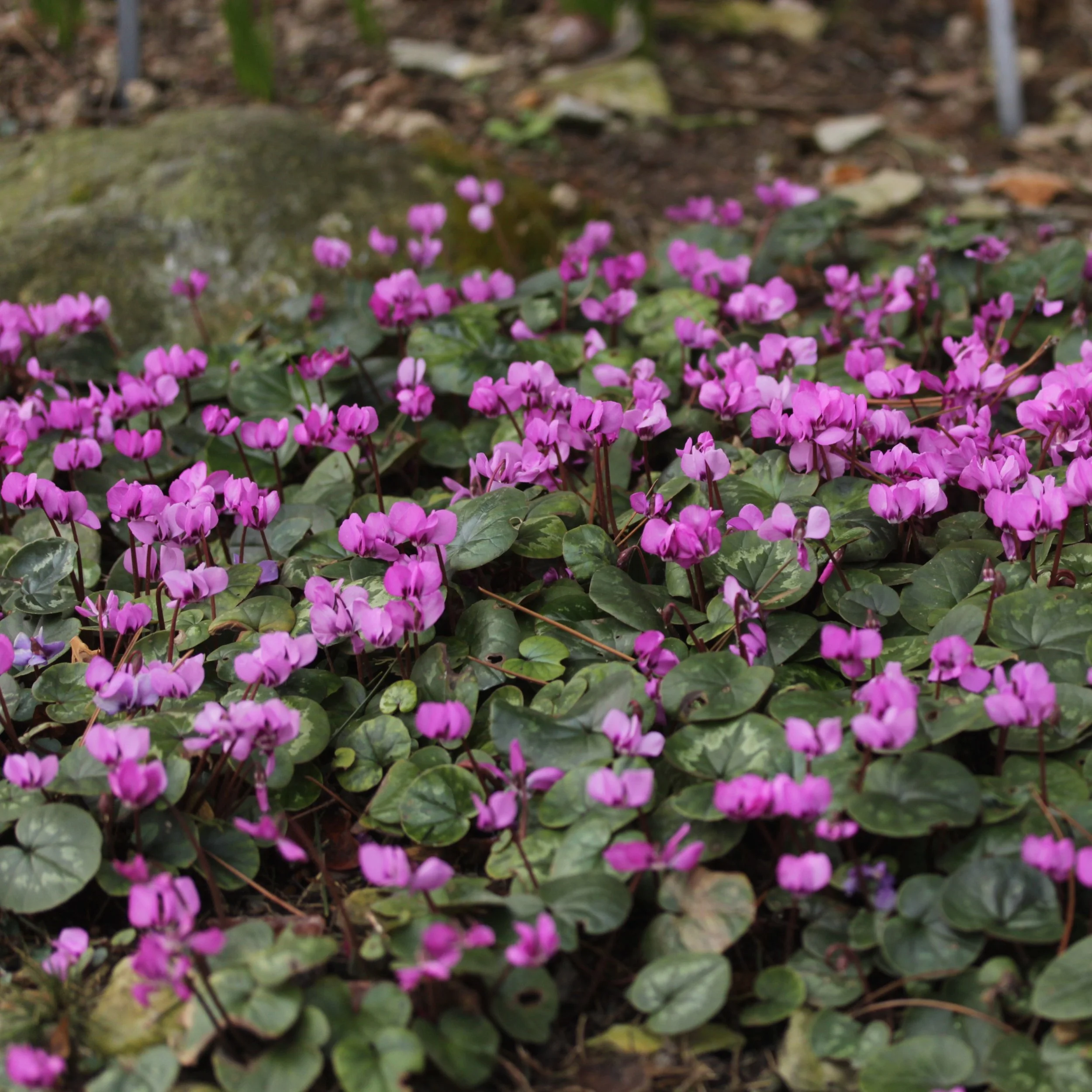 Hardy Cyclamen 2.jpg