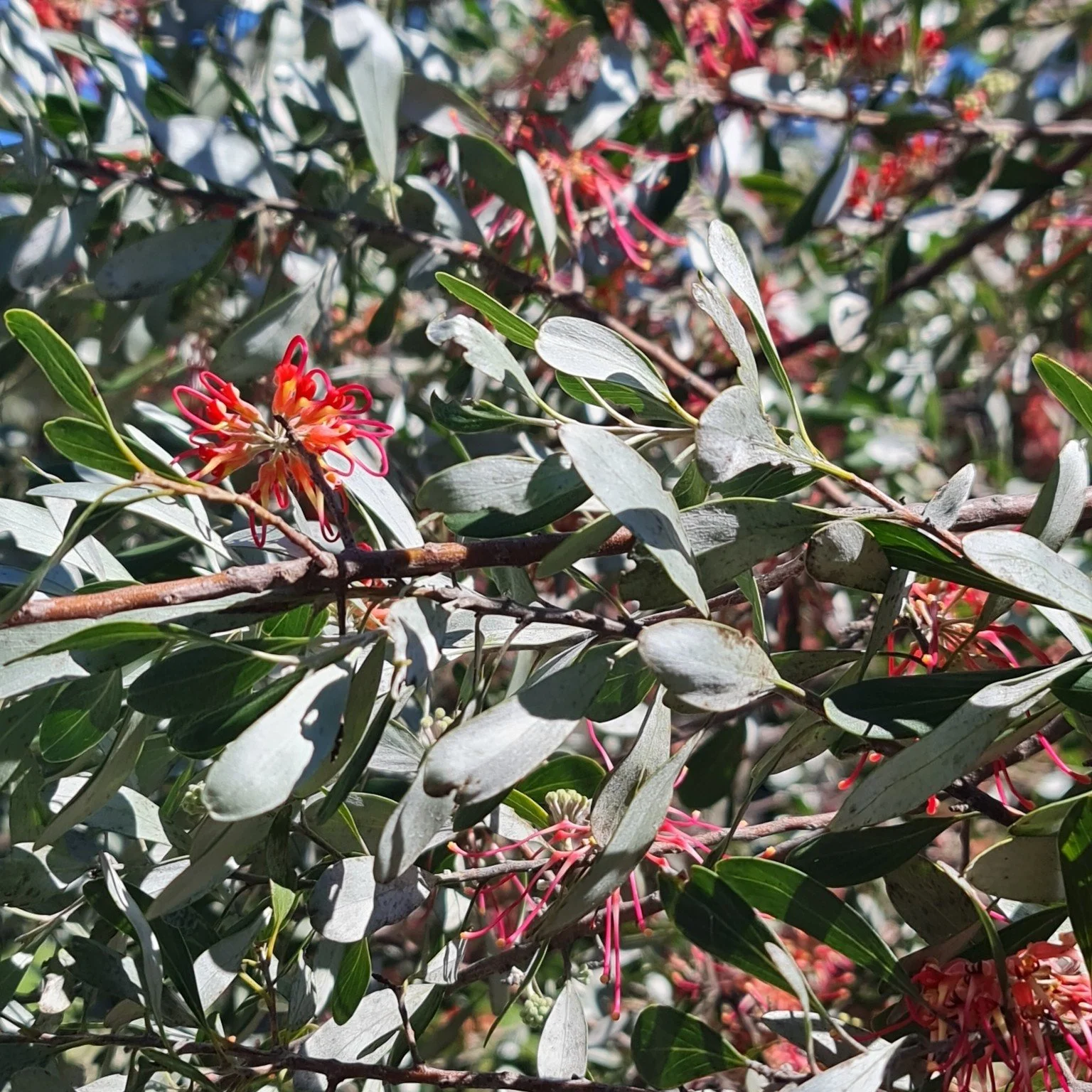 Grevillea olivacea.jpeg