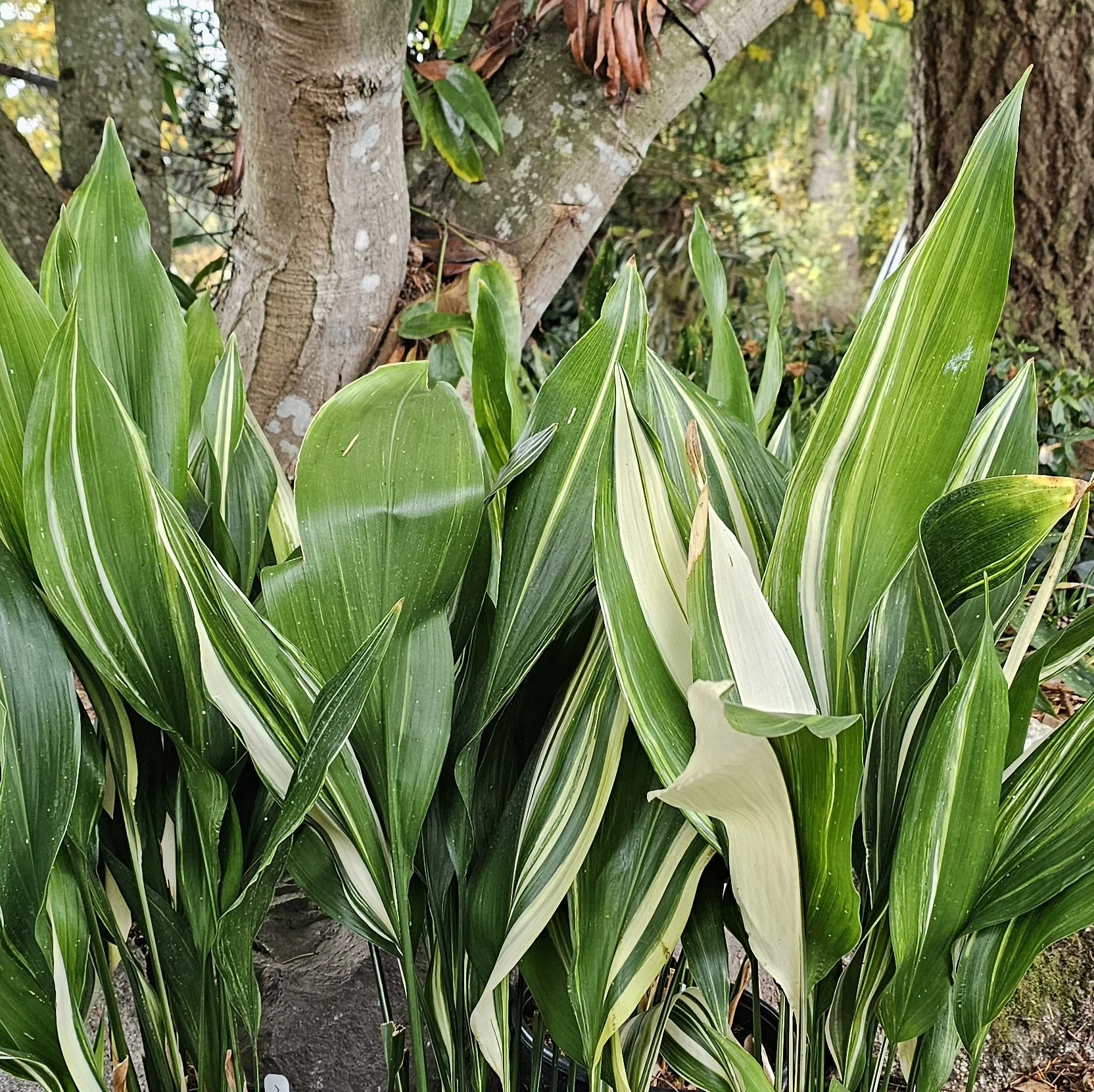 Variegated Cast Iron Plant.jpg