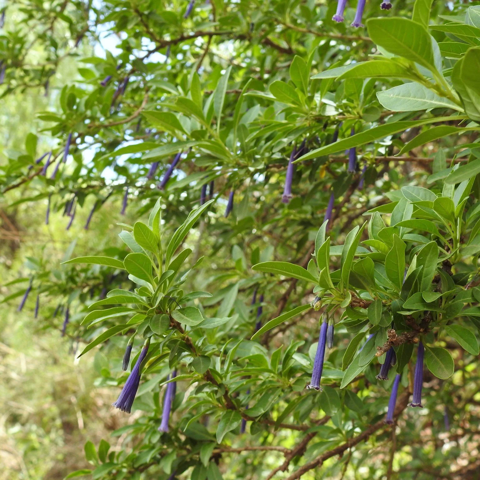Violet Iochroma.jpeg