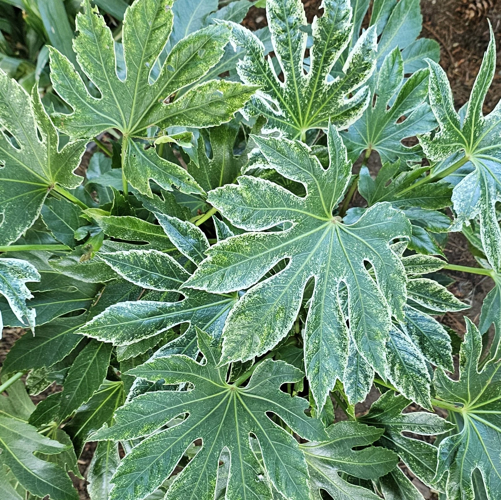 'Spider's Web' Fatsia