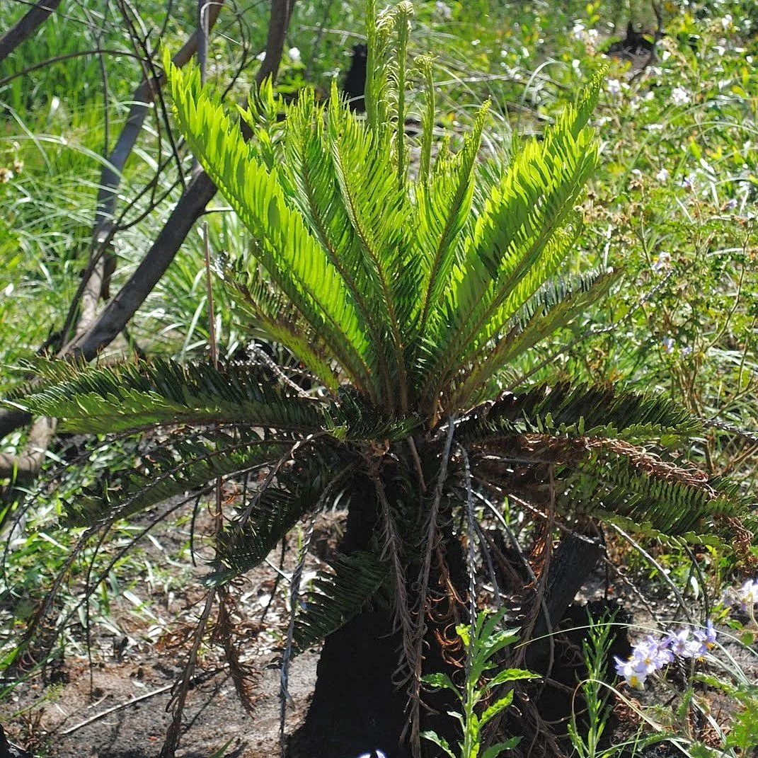 Table Mountain Tree Fern.jpg