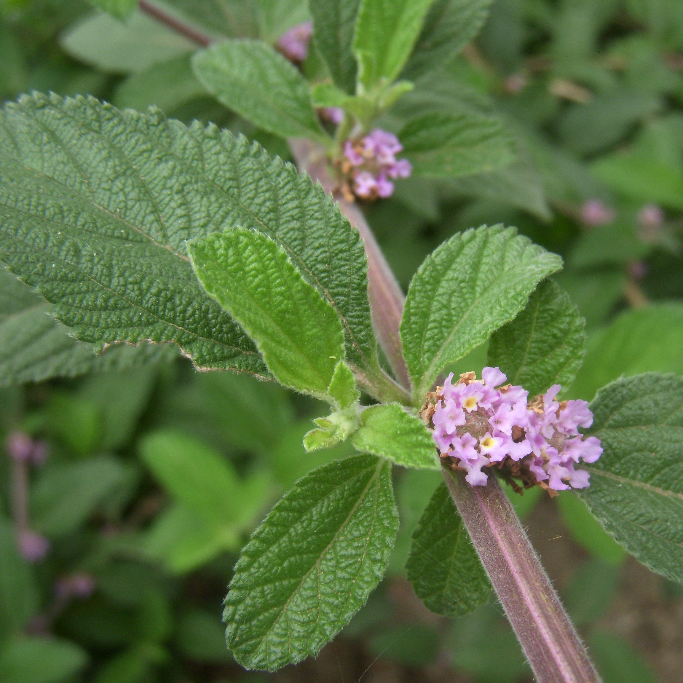 Lippia alba.jpg