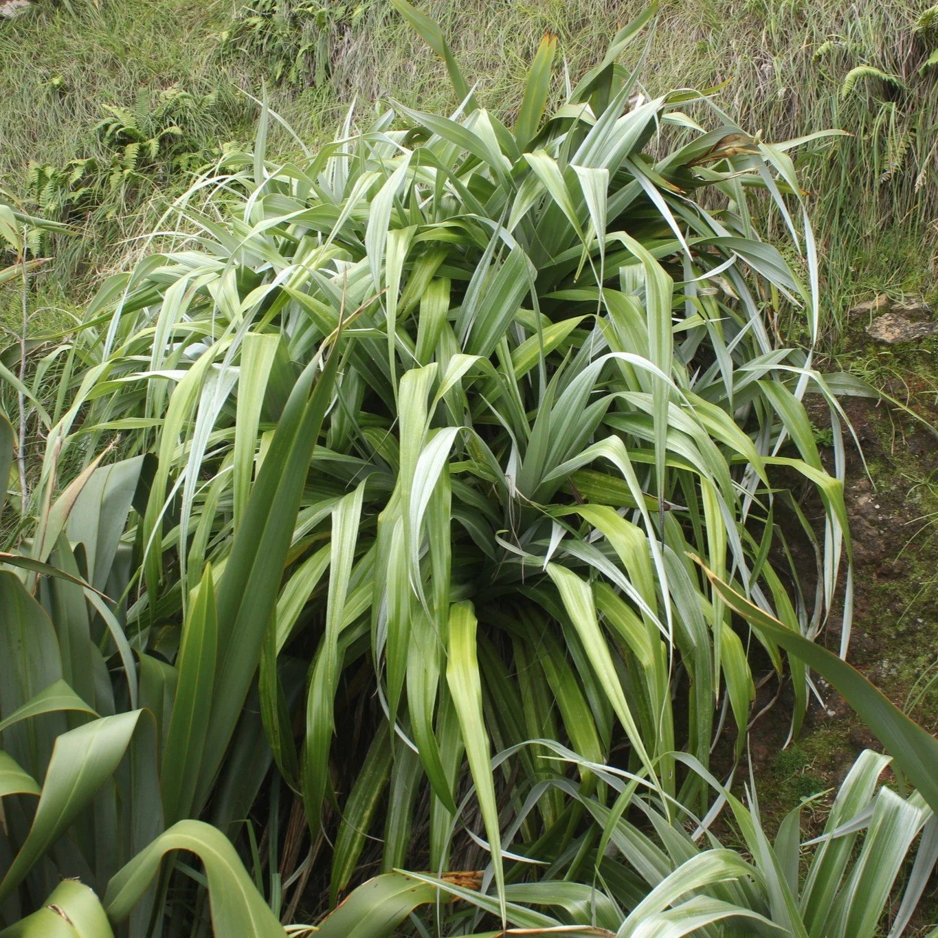 Astelia chathamica Foliage.jpeg