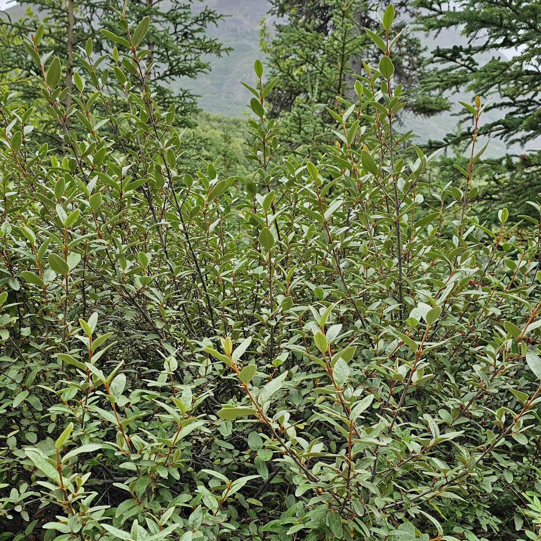 Soapberry foliage.jpg